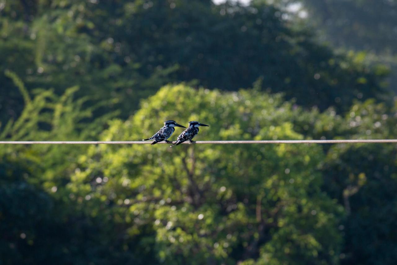 Dera Baghdarrah Nature Retreat Udaipur Exterior foto